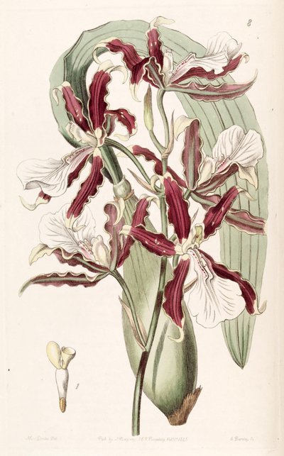 Miltonia cuneata by Miss Drake